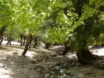 Το δάσος του Ρούβα είναι ένα από το πλέον συγκροτημένα δάση της Κρήτης . 